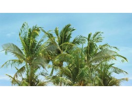 Palm (Ceradim)
