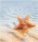 Панно Ceradim Starfish 1 Panno 45x50