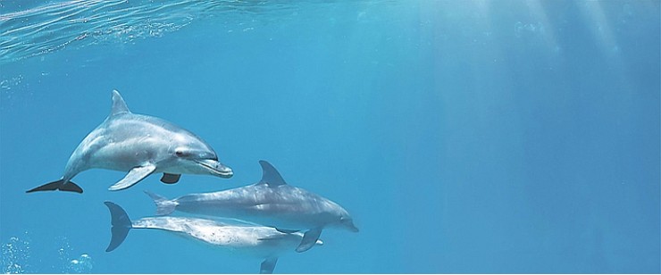 Декор Cerrol Porto Dolphins 1 Centro 25x60
