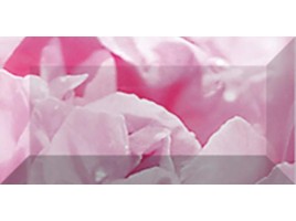 Peony (Laparet)