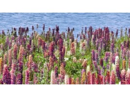Flora (Ceradim)