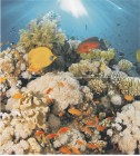 Панно Ceradim Corals Panno 45x50