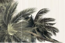 Панно Alma Ceramica Del Mare из 3 плиток пальма слева 74.7x50 PWU09DLM3