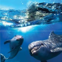 Панно Dolphins Waterlife 50x50 Ceramica Classic