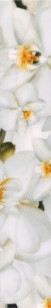 Бордюр Энигма 3 цветы 6.7х40 Керамин
