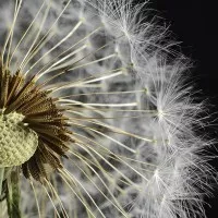 Декор Артвалентто Taraxacum 3 10x10