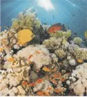 Панно Ceradim Corals Panno 45x50