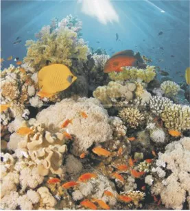 Панно Ceradim Corals Panno 45x50