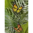 Декор TC2M021DT Tropicana 25x35 Cersanit