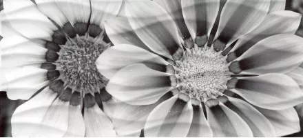 Декор WA2G443D Wave Black Flower два цветка 20x44 Cersanit