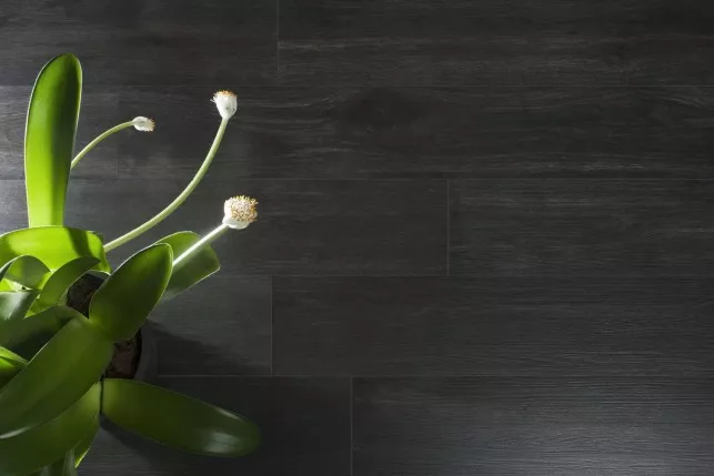 Hardwood (Emigres)
