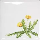 Декор A1840/1236 Сезоны Одуванчик 9.9x9.9 Kerama Marazzi